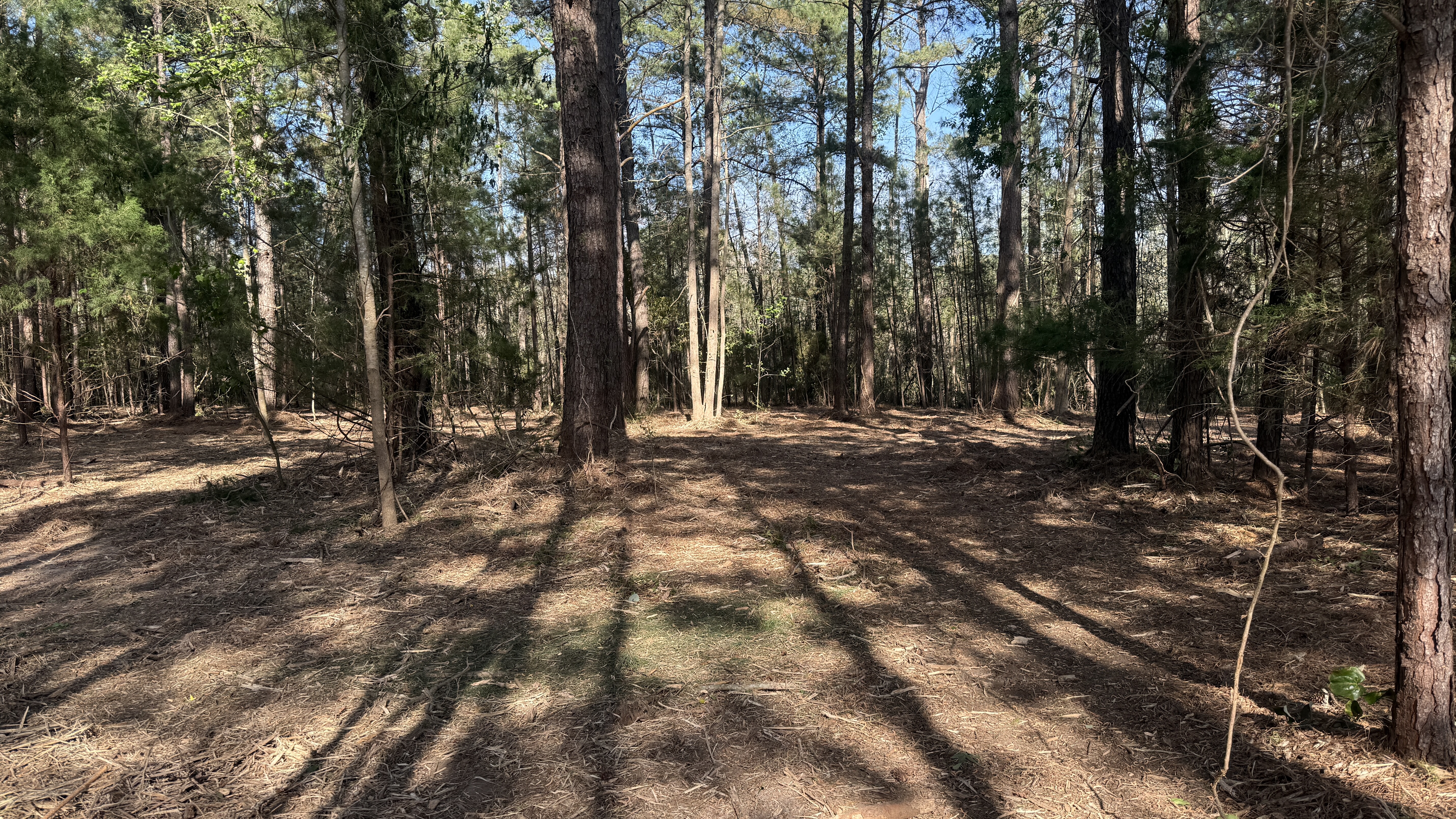 Forestry mulching project in Eastern NC 3